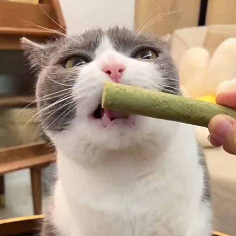 Cat Grass Chew Grinding Rod: Natural Teeth Cleaner for Happy Cats!